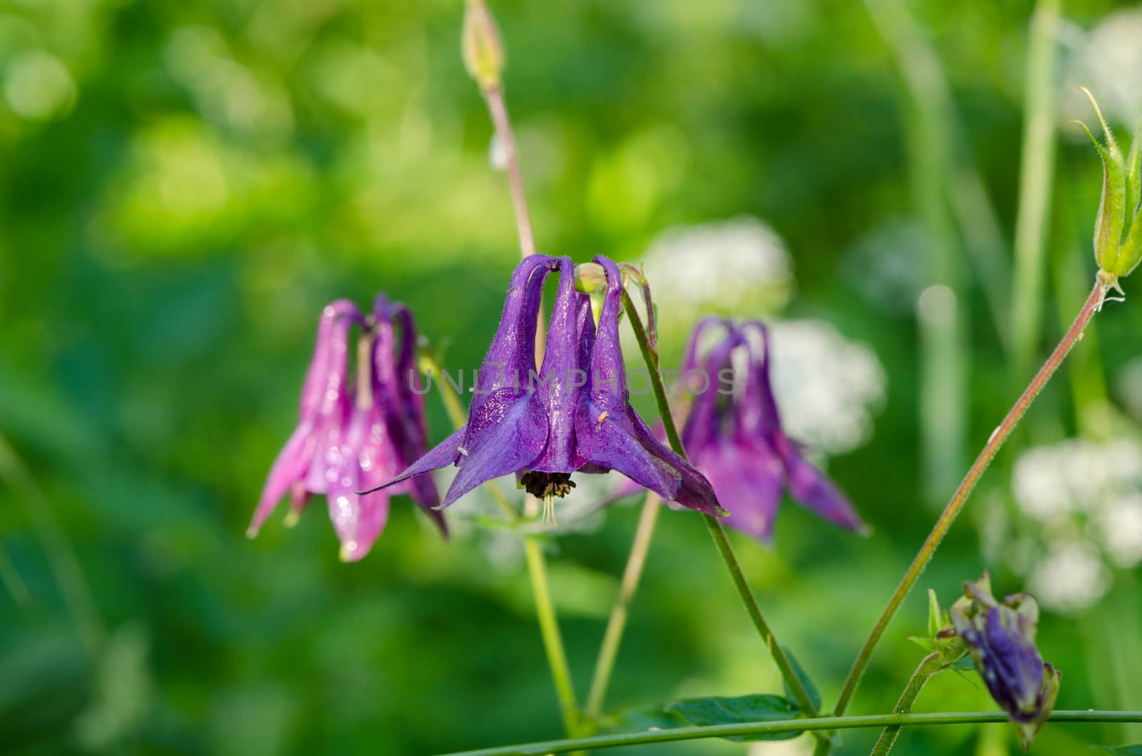 small bell-shaped purple wild dewy meadow flower by sauletas