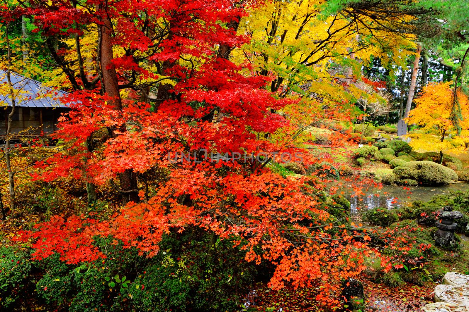 Maple tree in Japanese garden by leungchopan