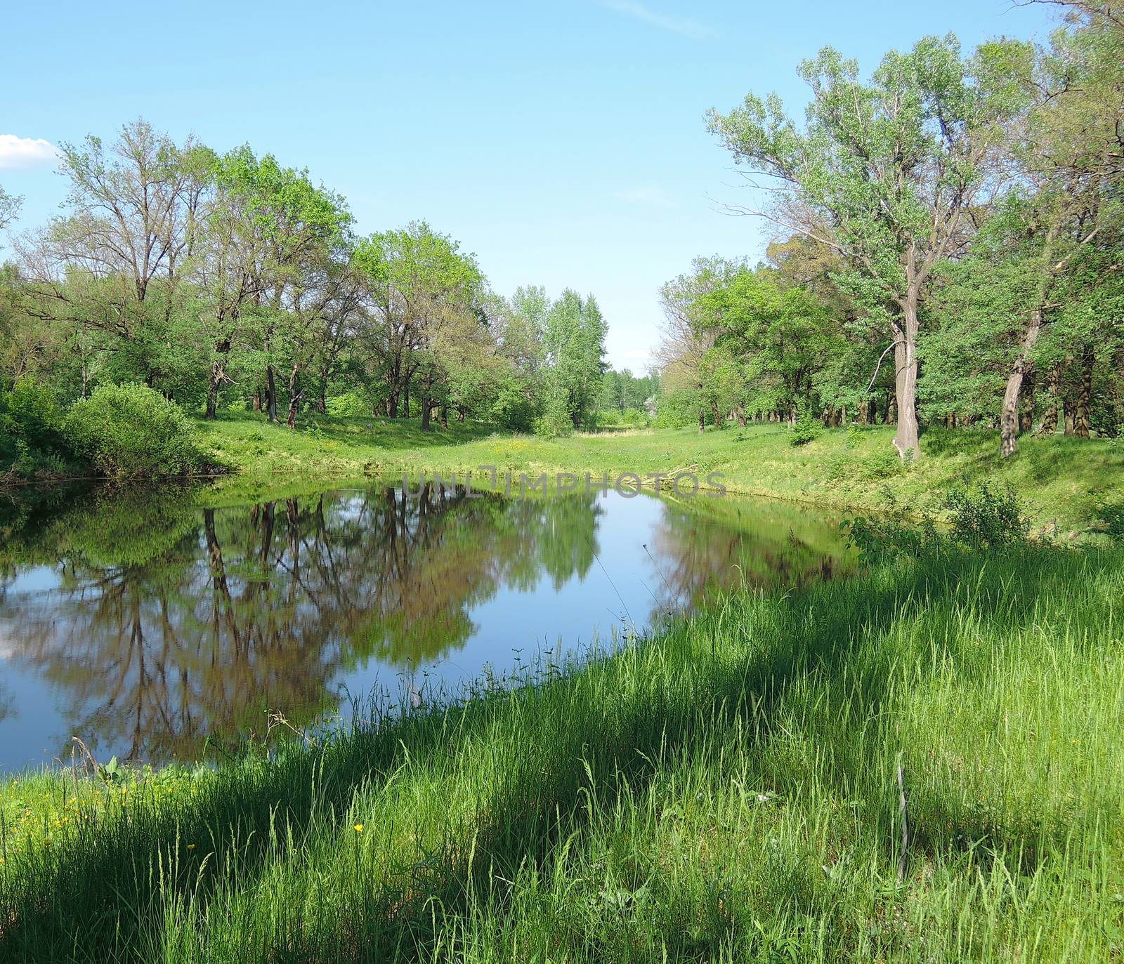 a small lake in the forest summer day