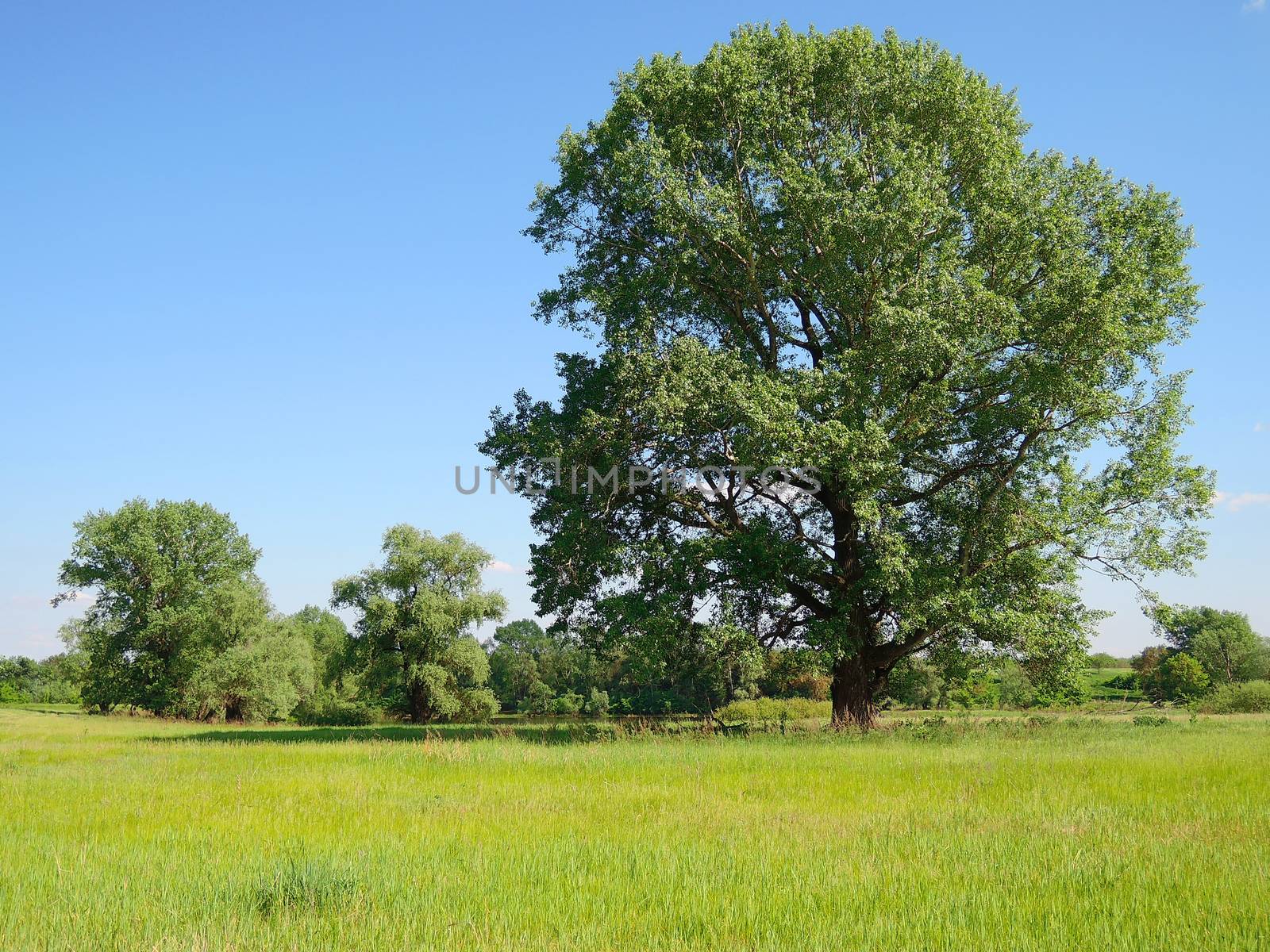 large tree in a field summer day  by butenkow