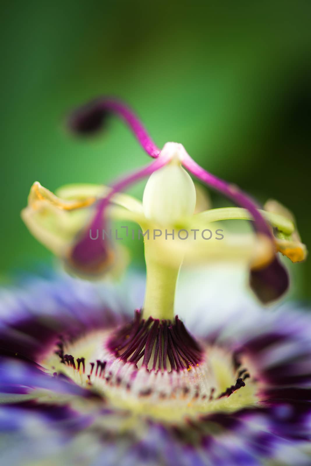 Amazing details of a beautiful Passion Fruit Flower