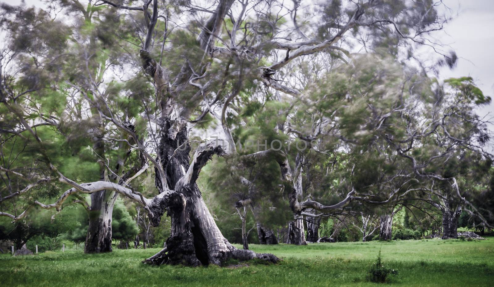 An old gnarled gum tree - twisted, old and stylized