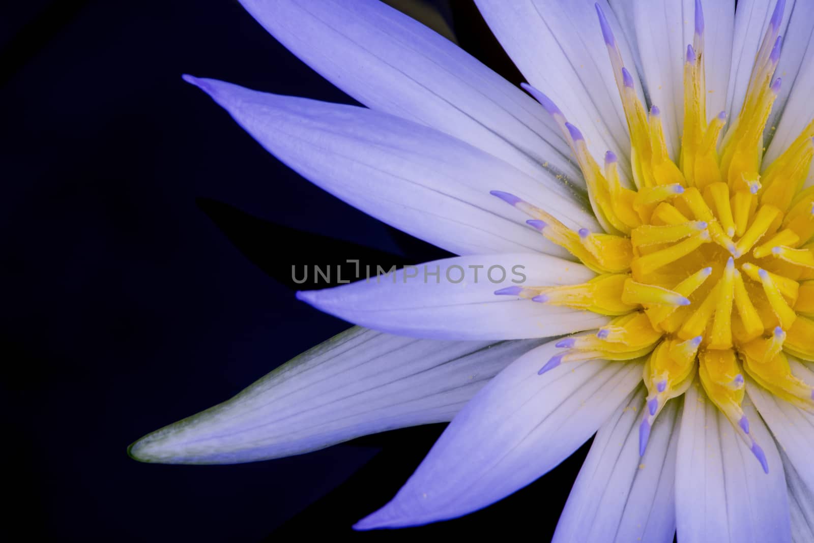 Beautiful close up of a purple and yellow Amazon water lily