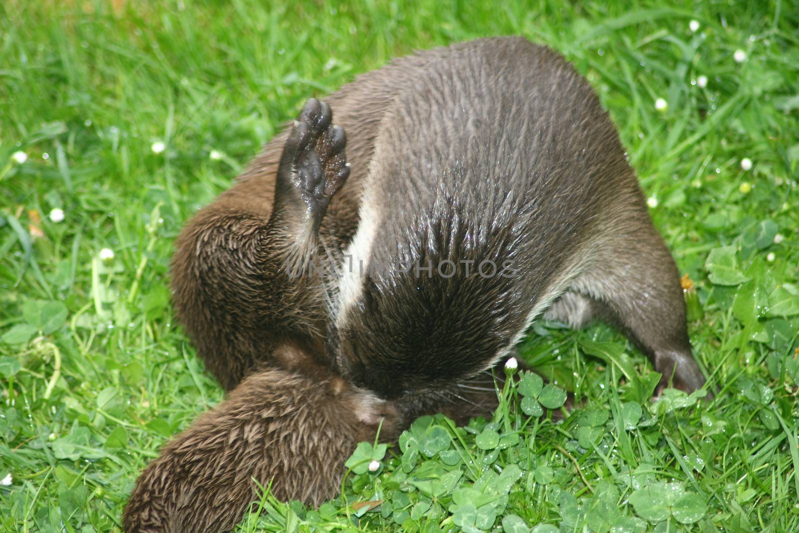 Otters in the grooming