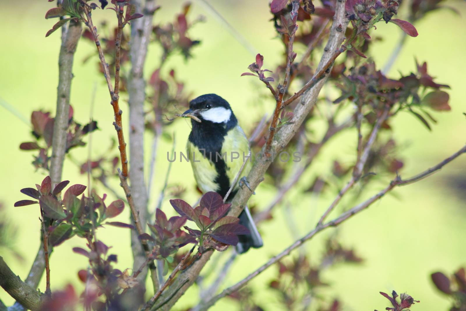 Great Tit (Parus major), hidden between branches