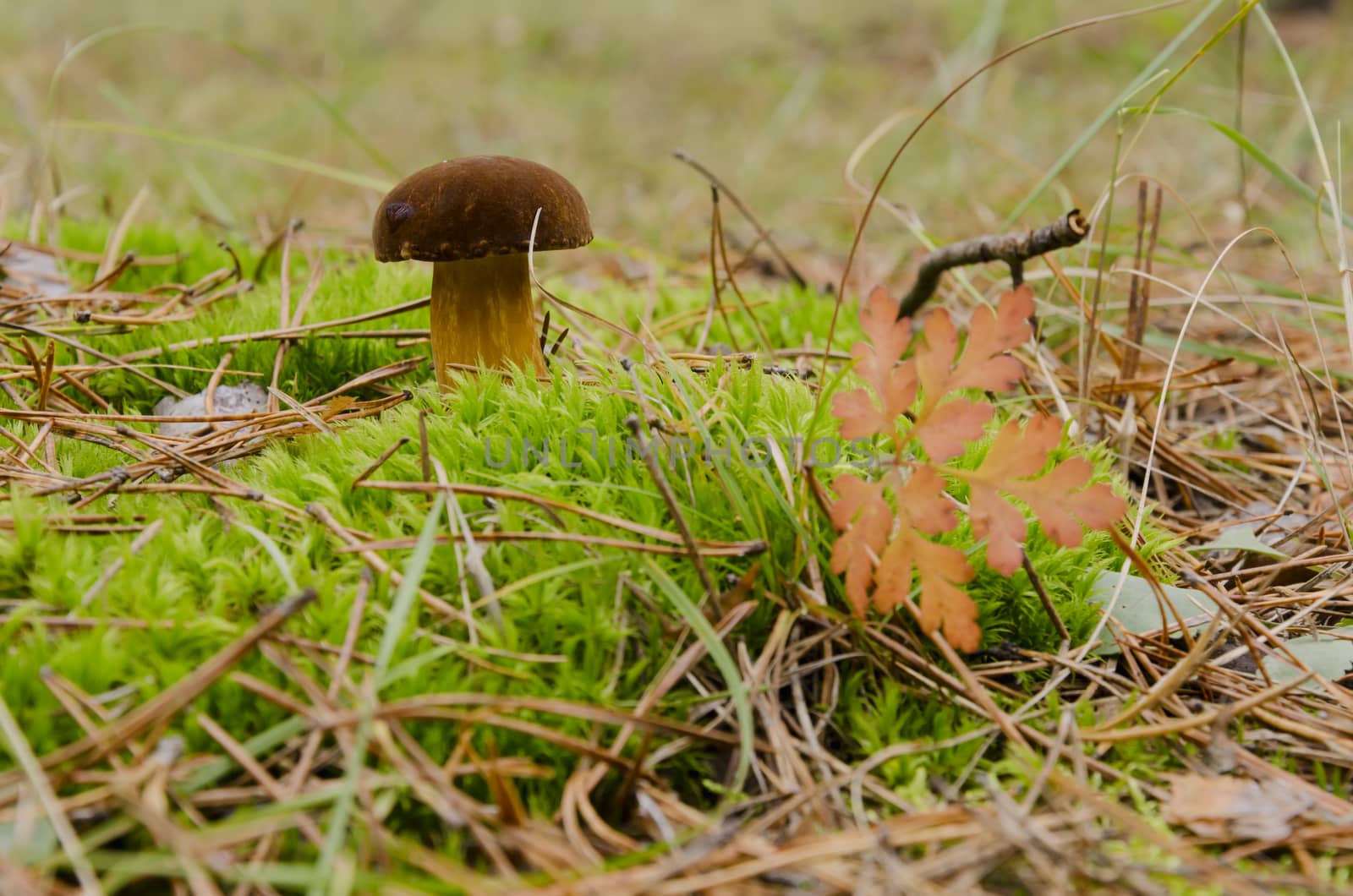 fresh white mushroom in a forest glade