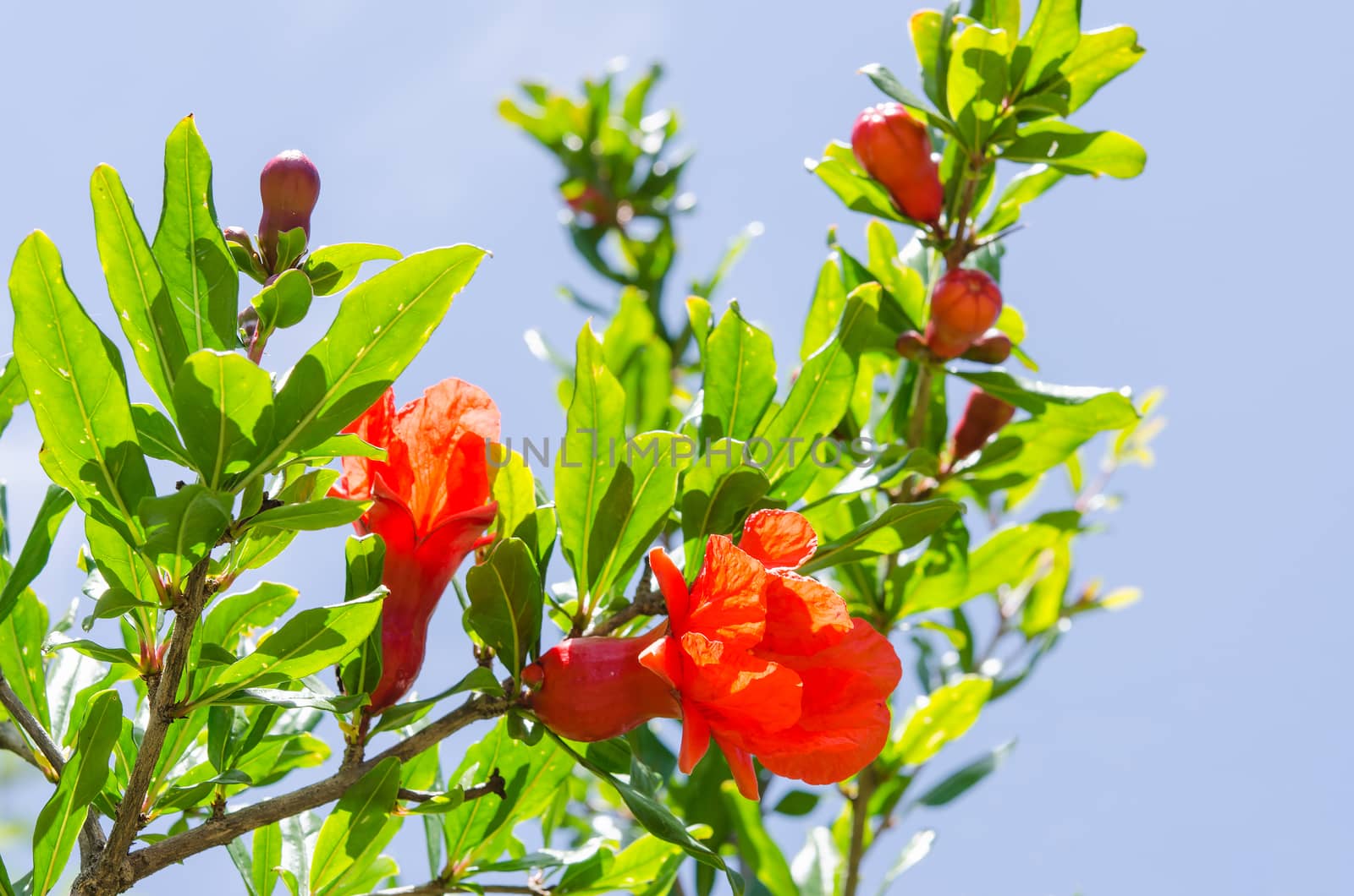 Branches of summer blossoming pomegranate with bright red flowers against blue sky