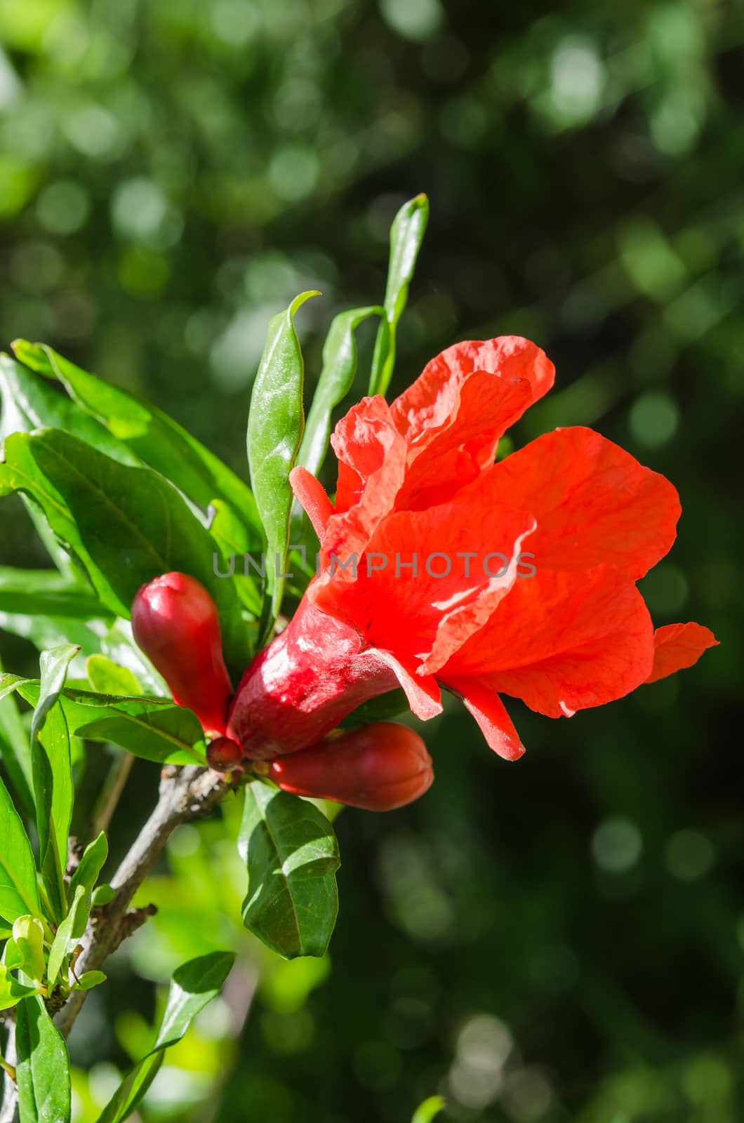 Vibrant red pomegranate sunlight flower and buds against dark bokeh background