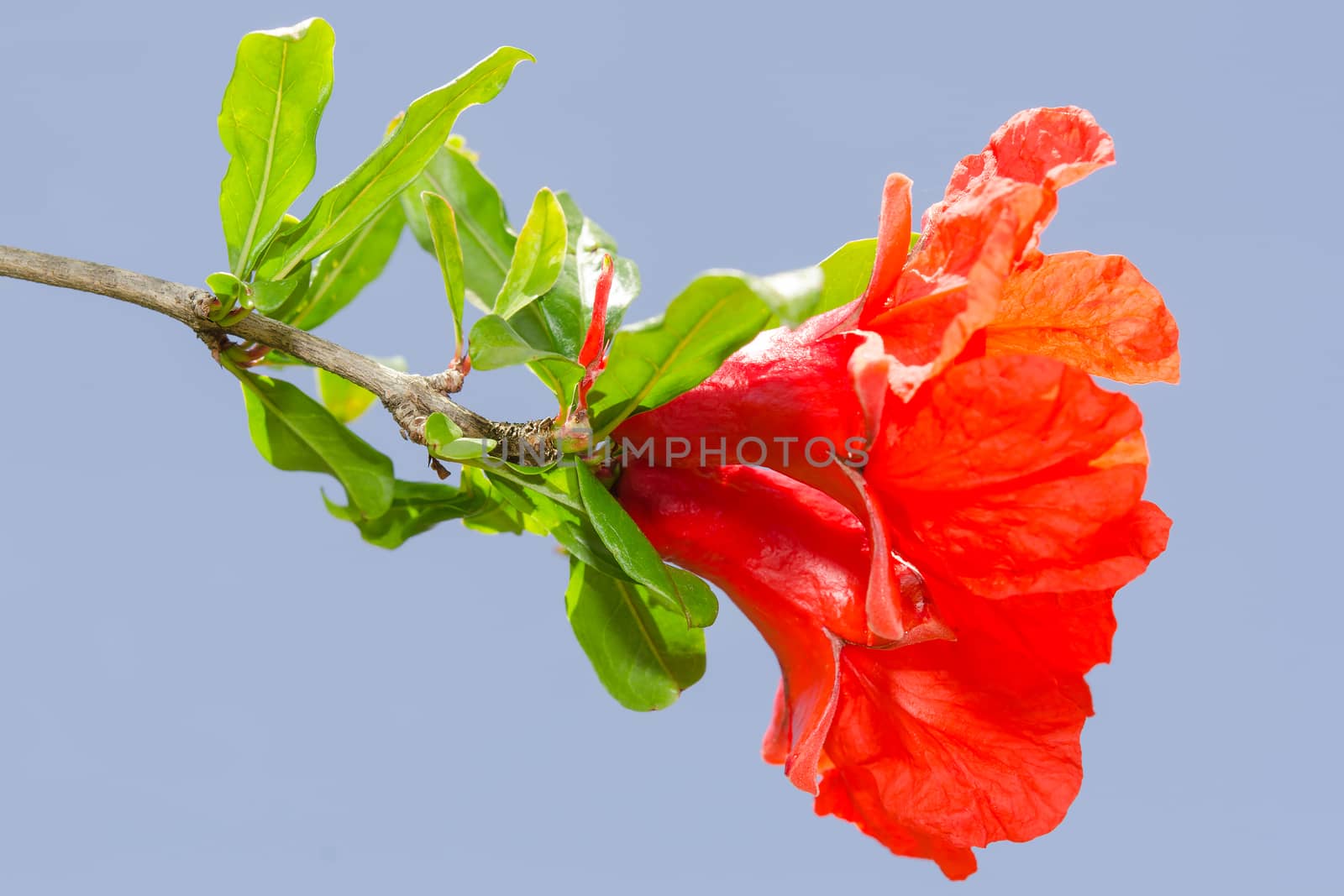 Pomegranate spring blossom. Vibrant colored red flowers against clear blue sky