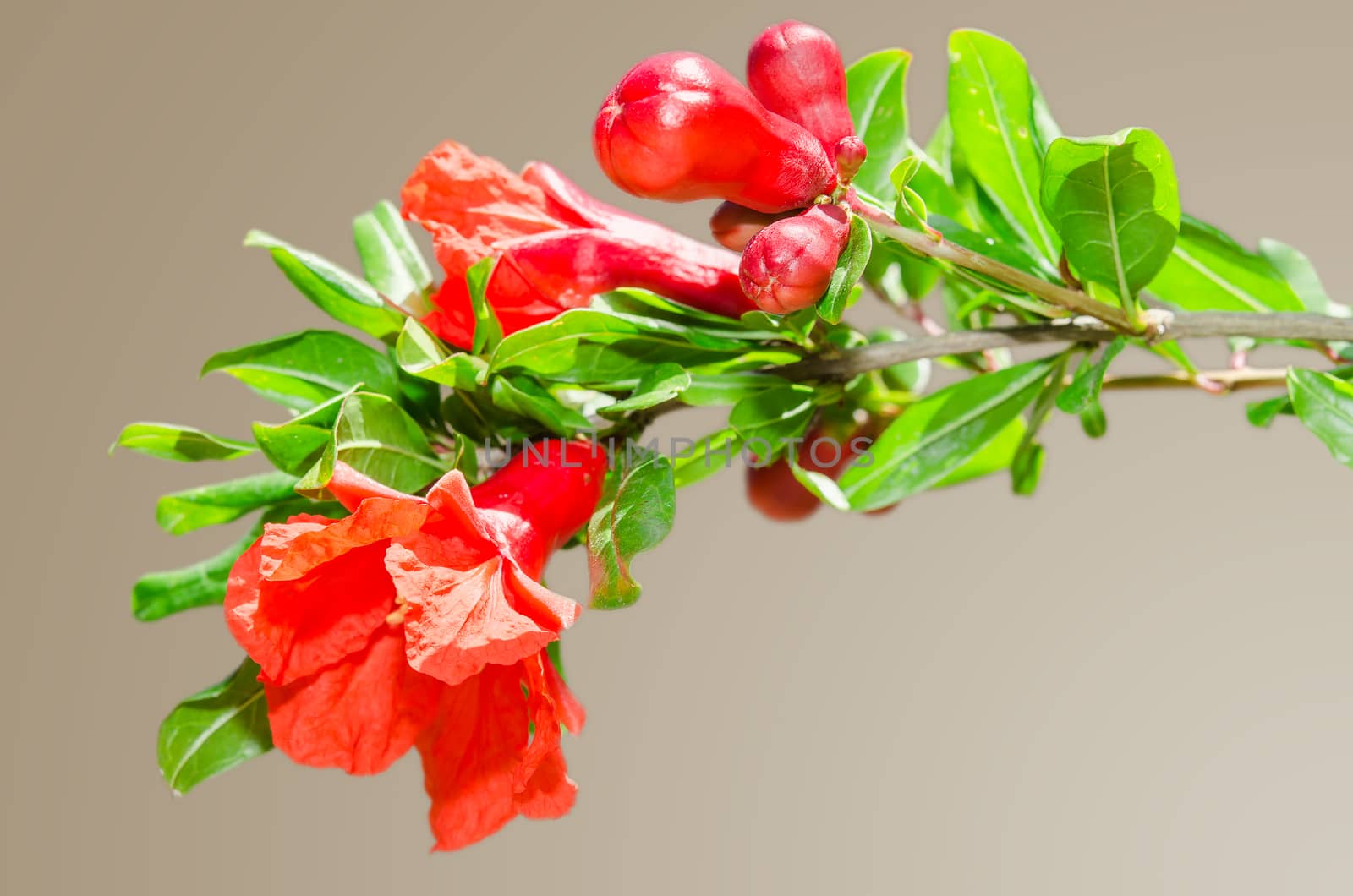 Sunlit branch with spring red pomegranate blossom on gradient background