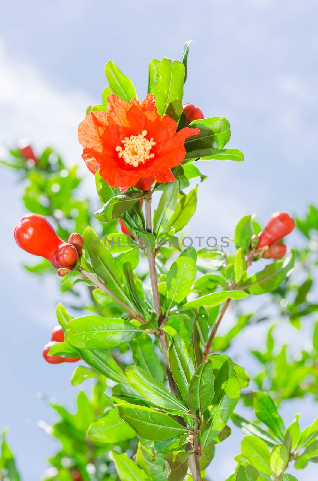 Pomegranate tree blooming at spring with sunlight red flowers against sky