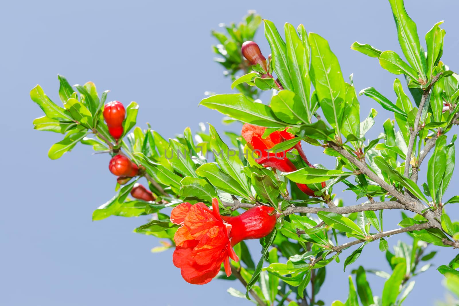 Branches of spring blossoming pomegranate sunlit red flowers