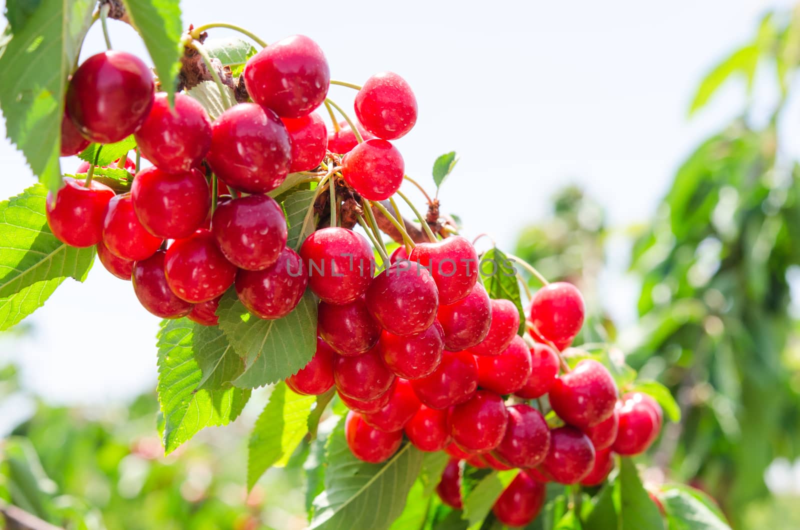Sunlit branch of cherry berry tree with ripe sweet fruits