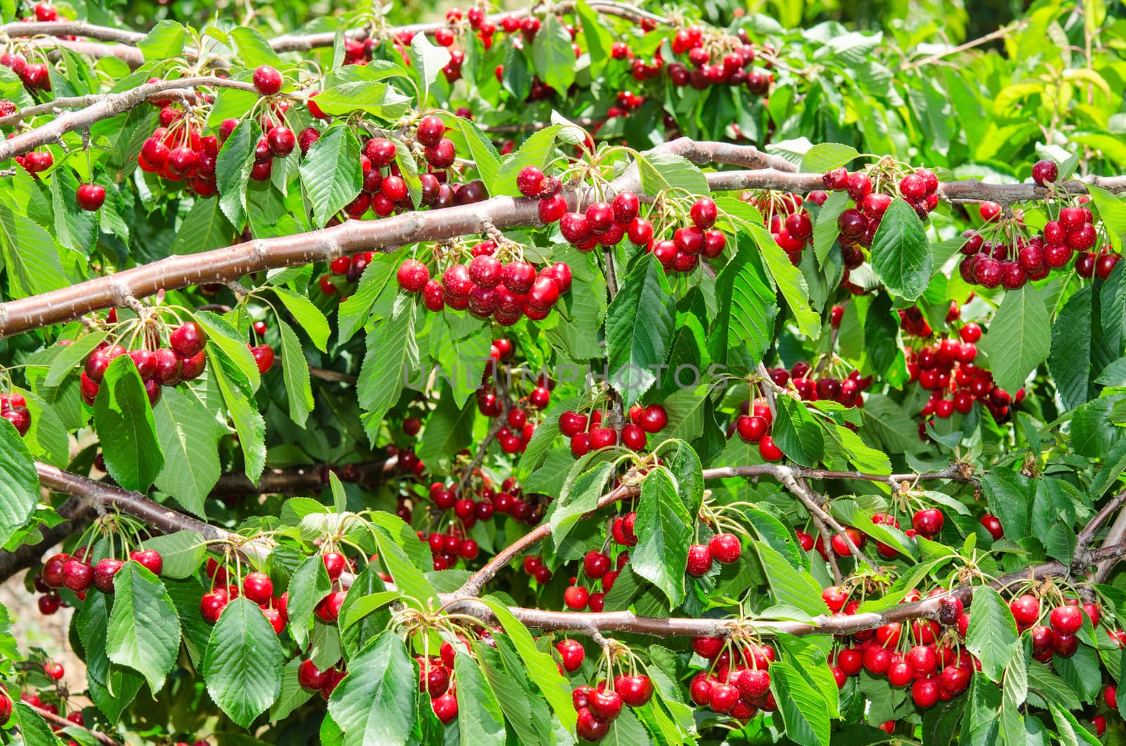 Natural organic cherry berry bunches in tree foliage