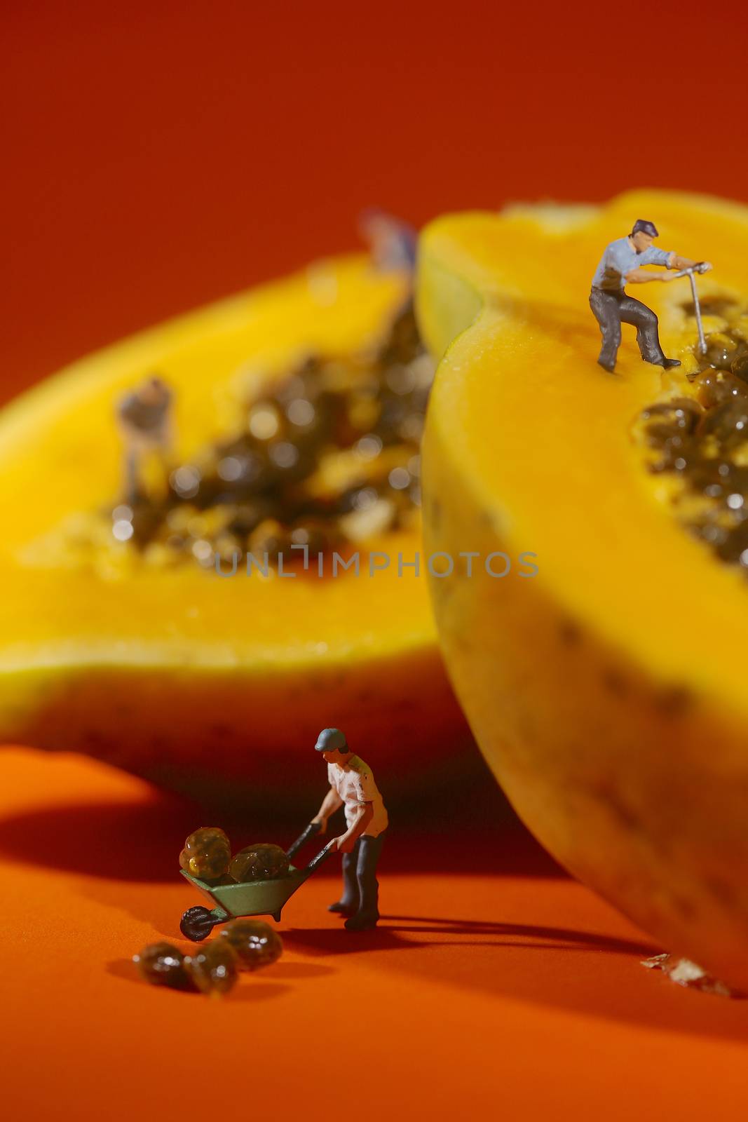 Miniature People Working on Papaya Fruit