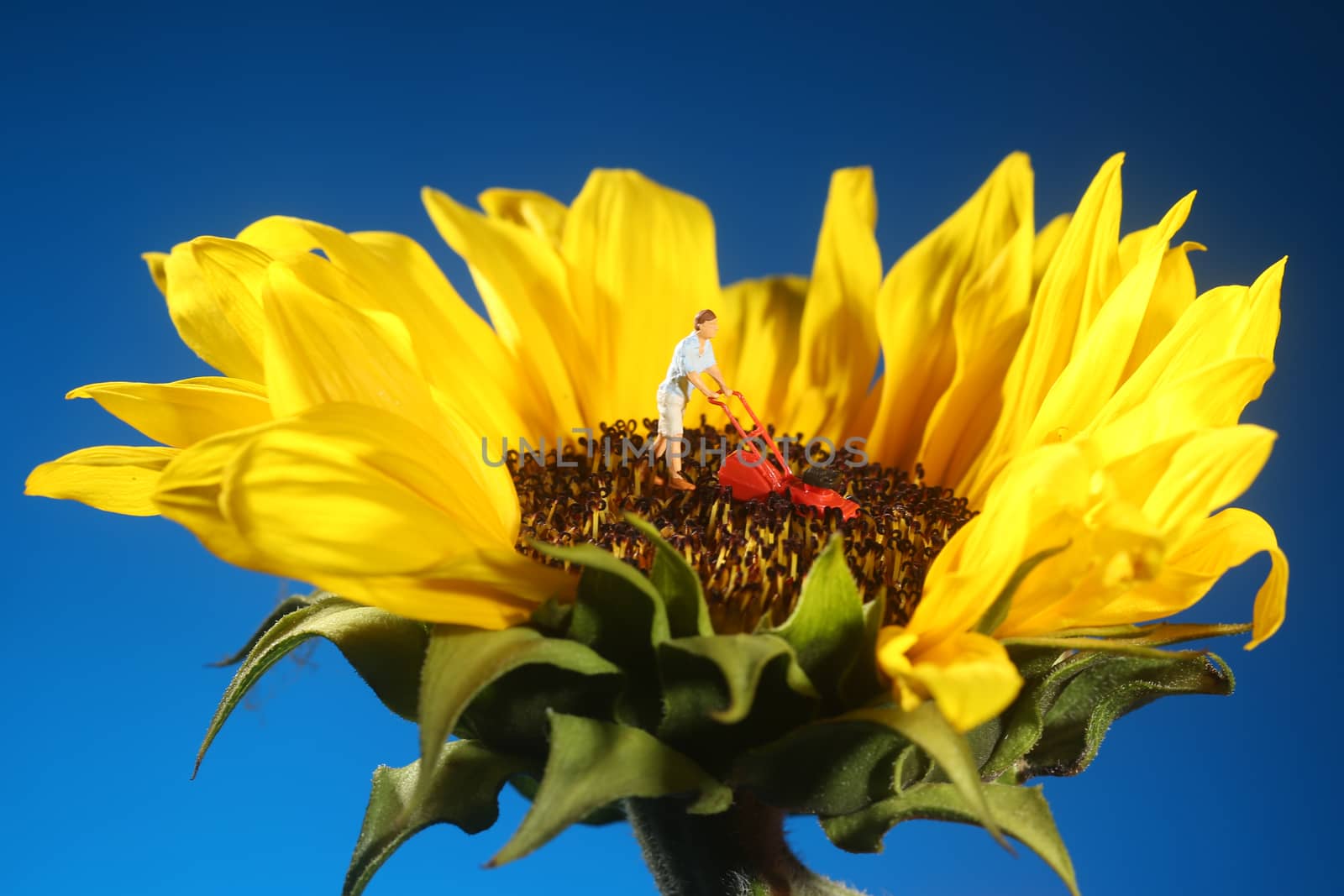 Miniature Plastic Person Mowing Grass on a Sunflower 