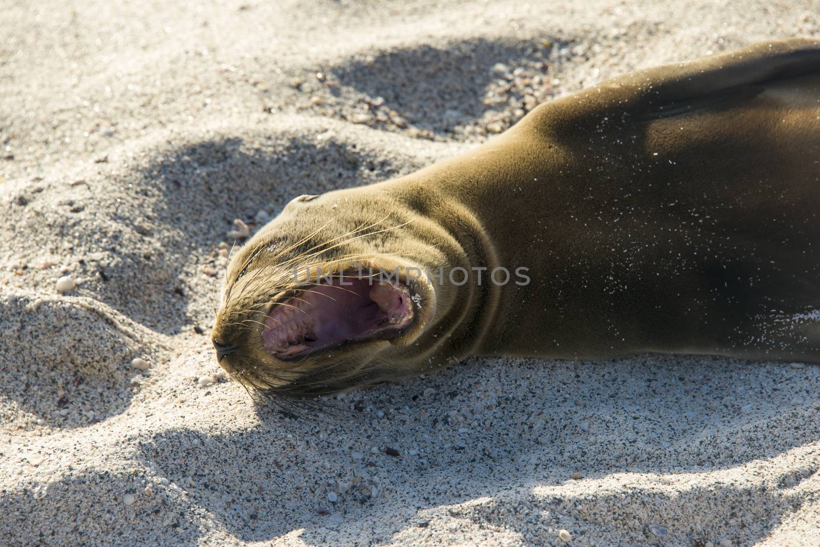 Sea lion resting under the sun, Puerto Baquerizo Moreno, Galapagos