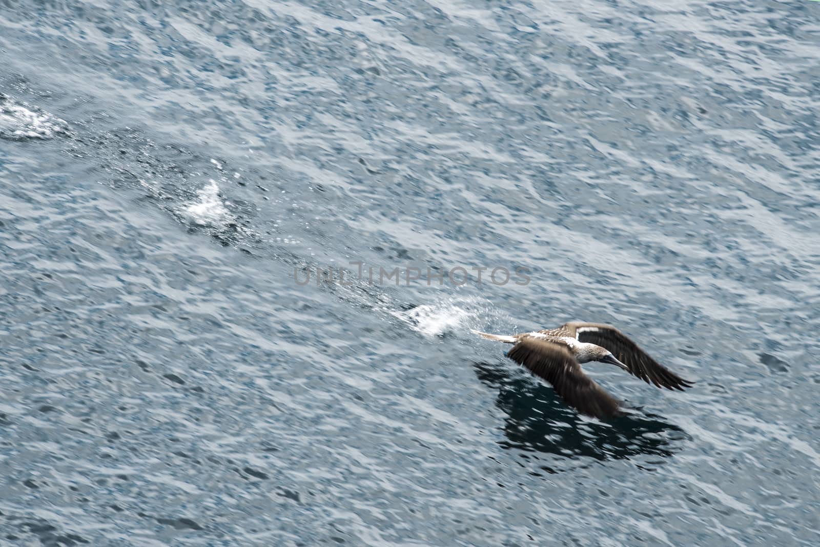 Blue-footed booby flying up from the water, San Cristobal,  Galapagos, Ecuador