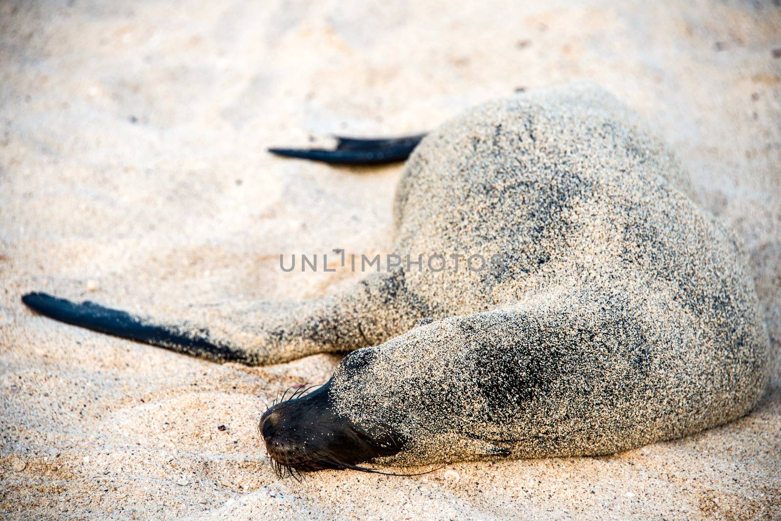 Sea lion resting under the sun, Puerto Baquerizo Moreno, Galapag by xura