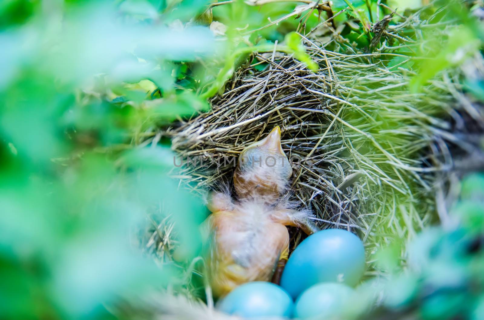 Babies Streak-eared Bulbul in nest with blue eggs by digidreamgrafix