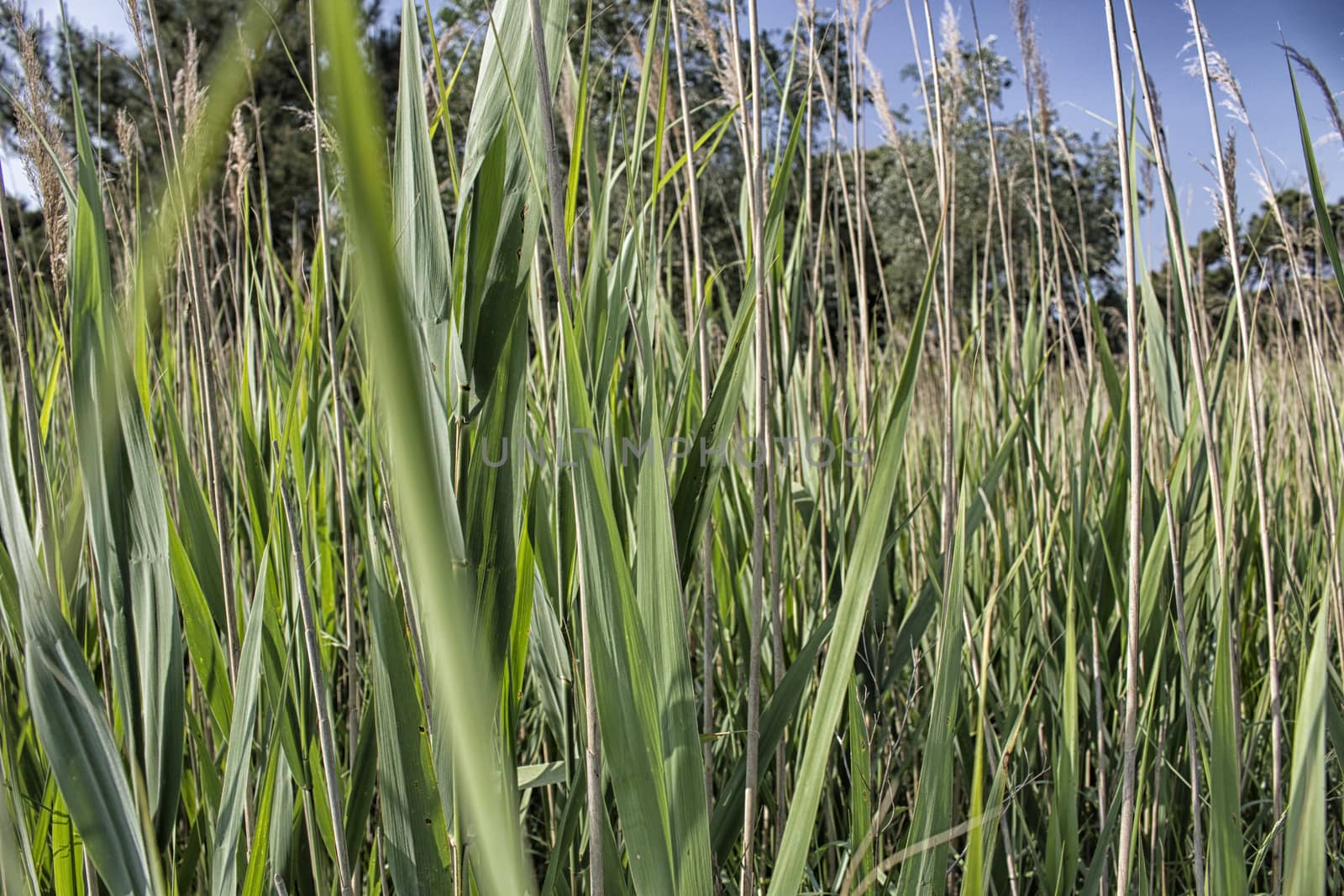 Giant canes on green  background in Italian countryside