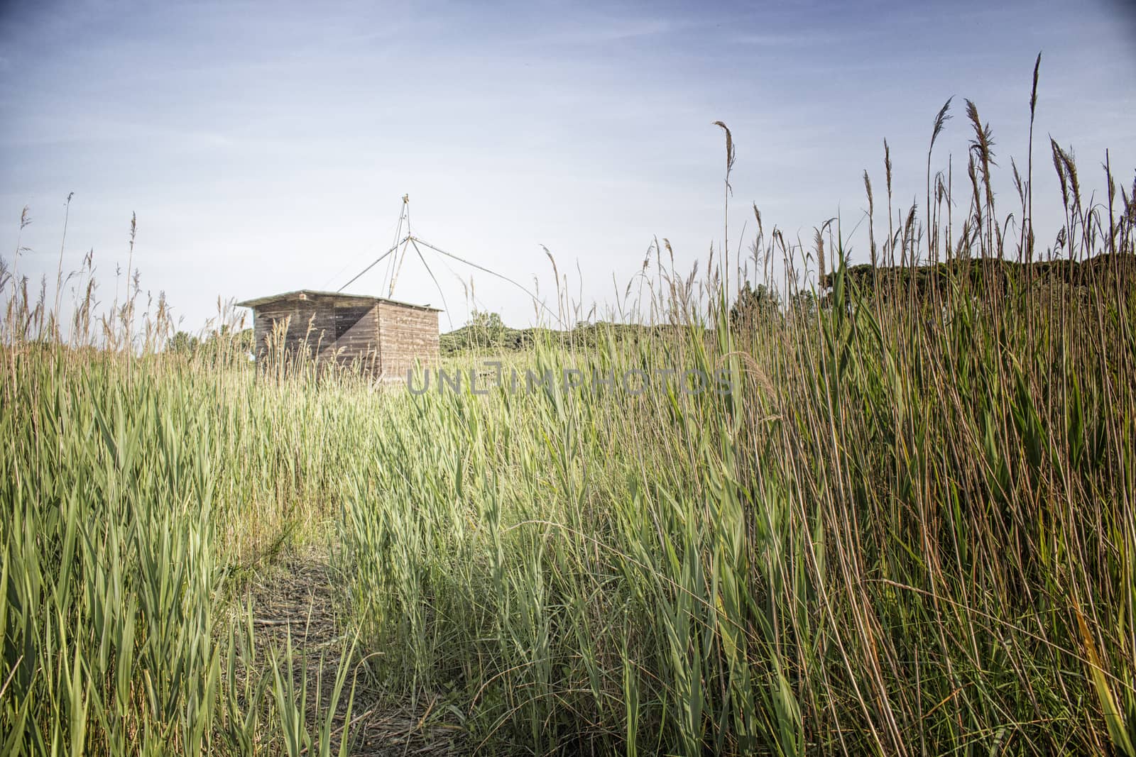 Fishing shack on channels to Adriatic sea among canes and pines in Italian seaside