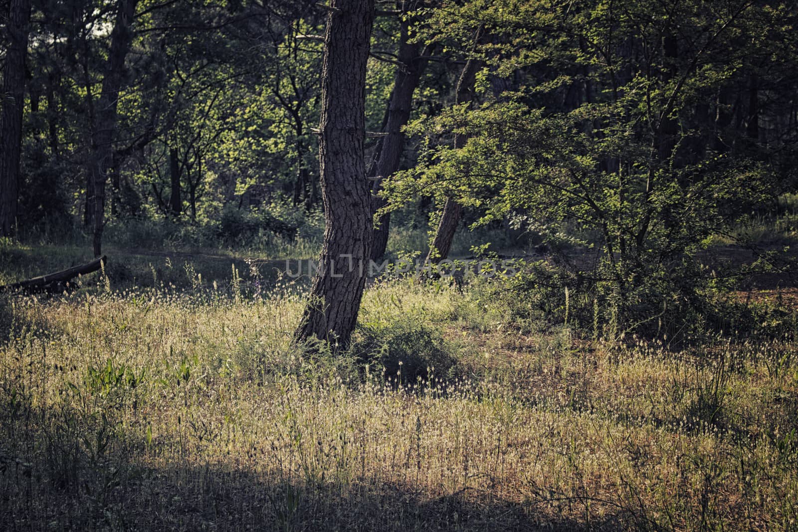 Pinewood forest on Italian countryside