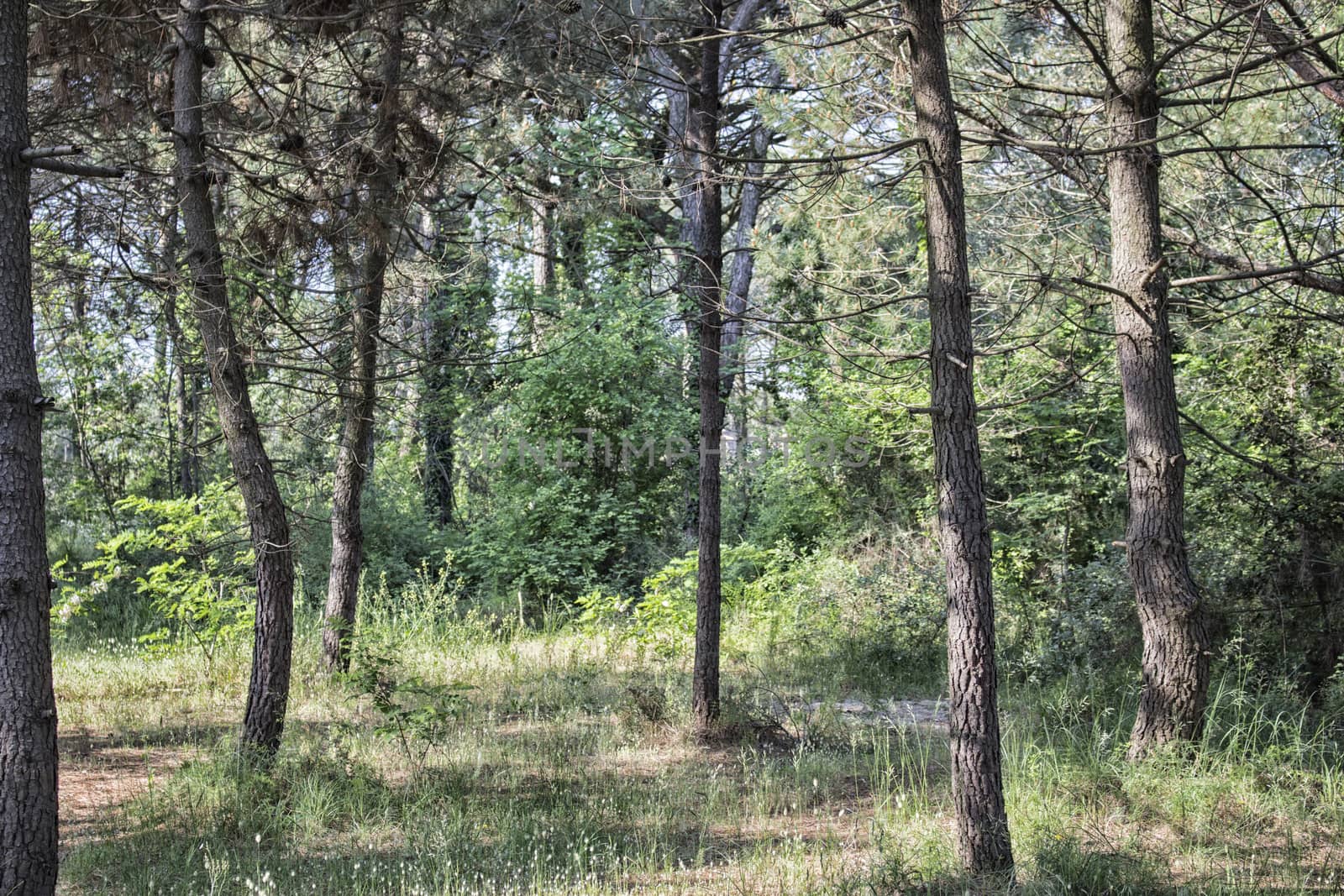 Pinewood forest on Italian countryside