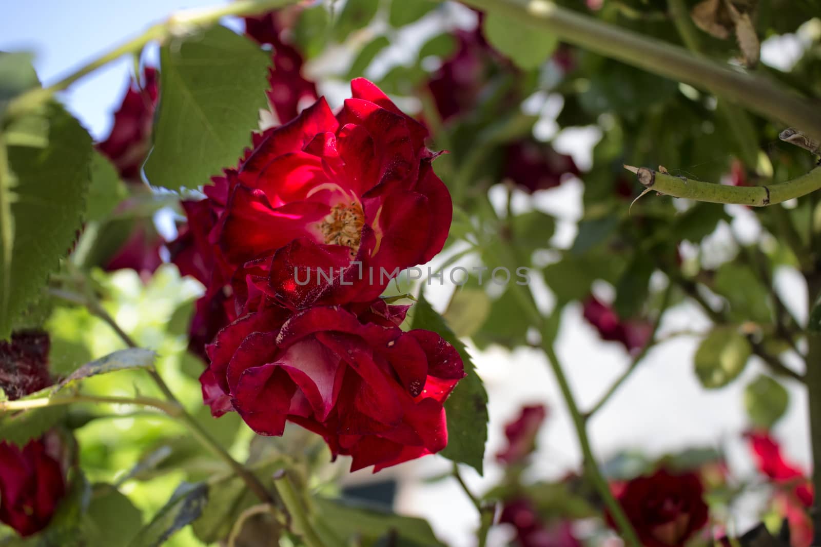 Red roses in Italian garden