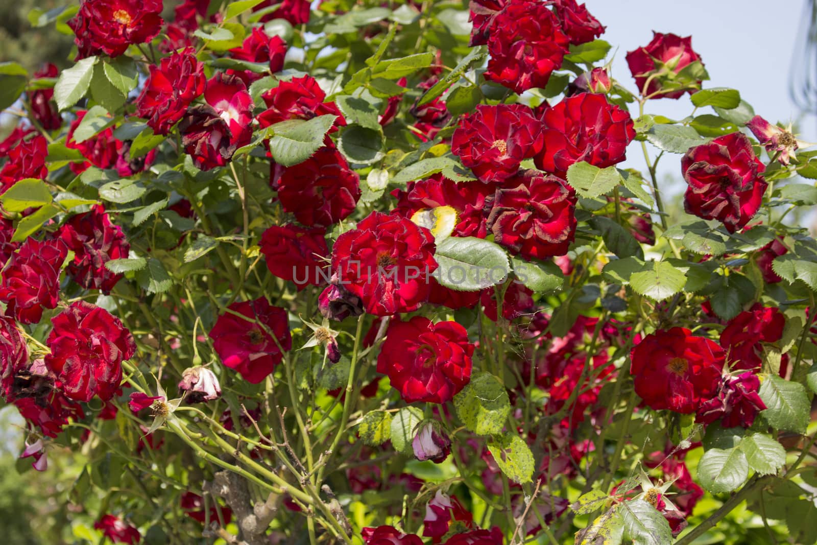 Red roses in Italian garden