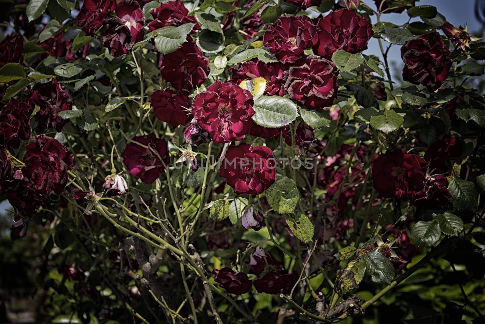 Red roses in Italian garden