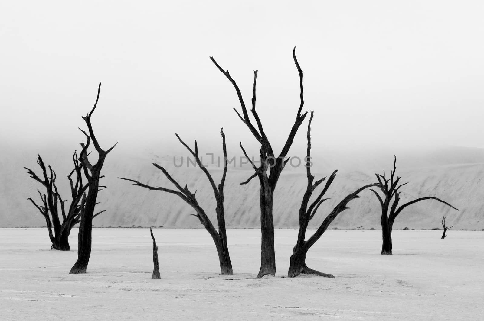 Tree skeletons in monochrome at Deadvlei near Sossusvlei, Namibia
