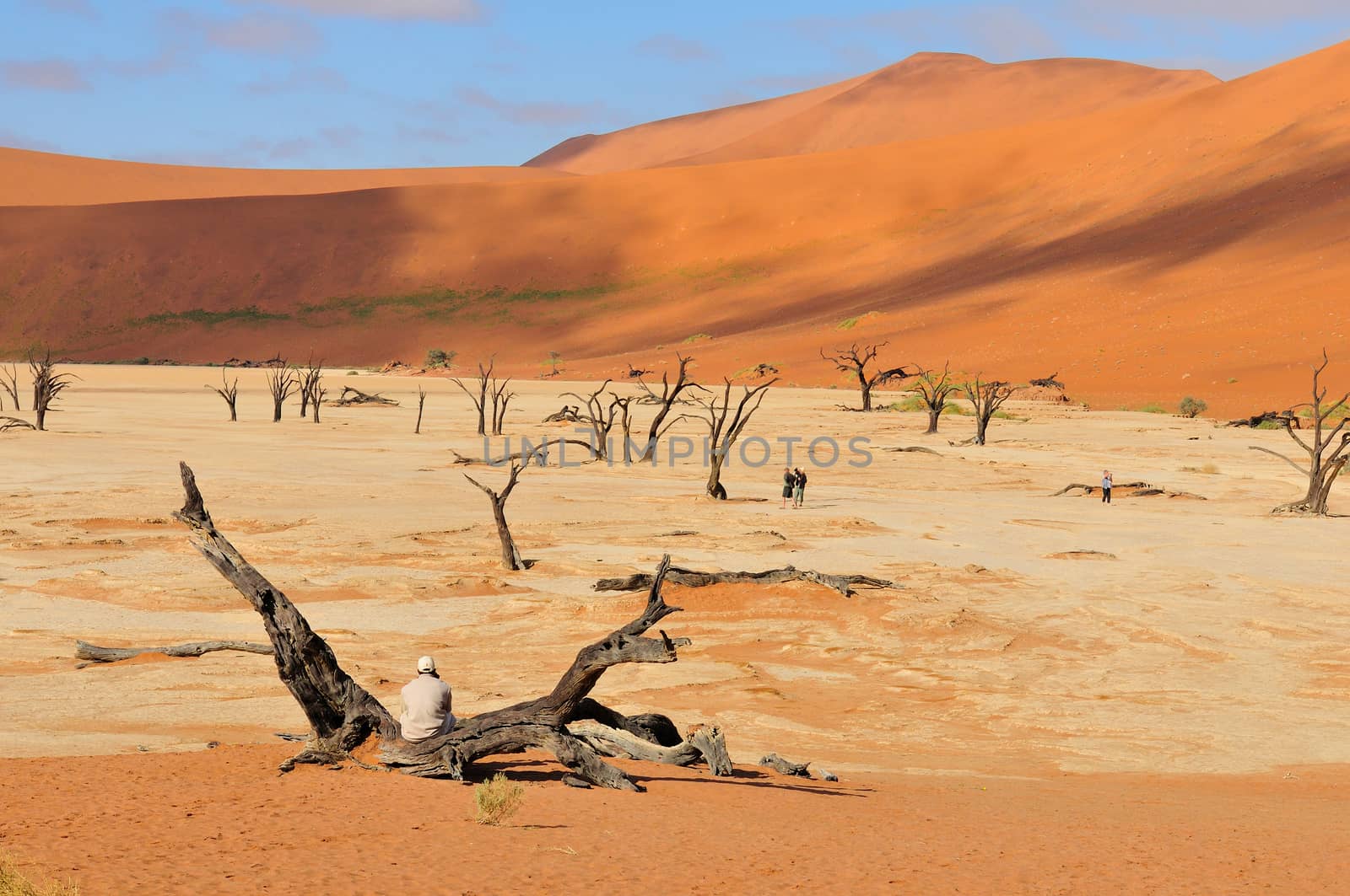 Tree skeletons at Deadvlei near Sossusvlei, Namibia
