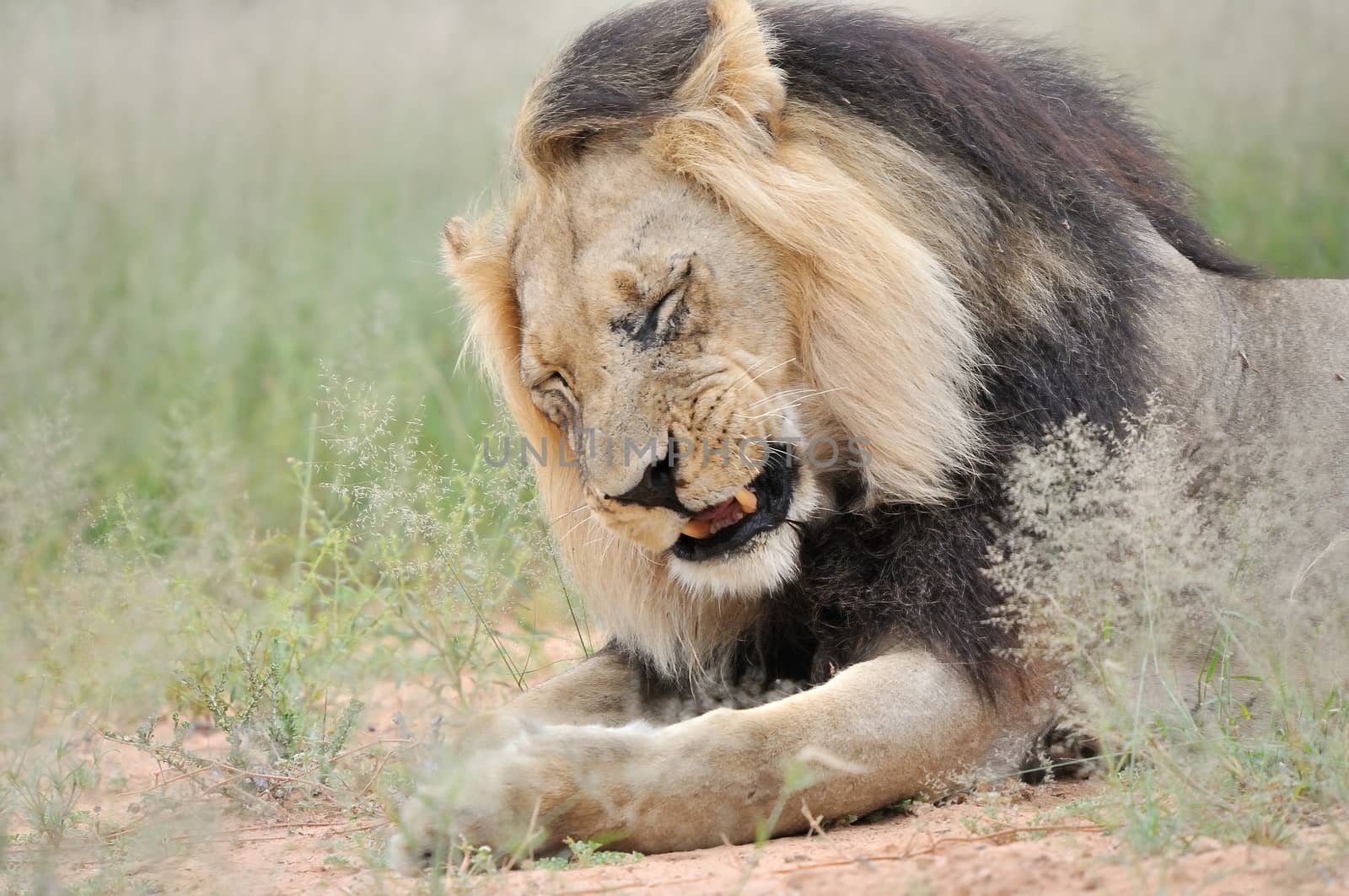 Male lion in the Kgalagadi Transfrontier Park.
