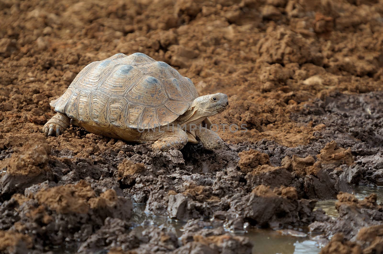 Leopard tortoise in the Mokala National Park, South Africa
