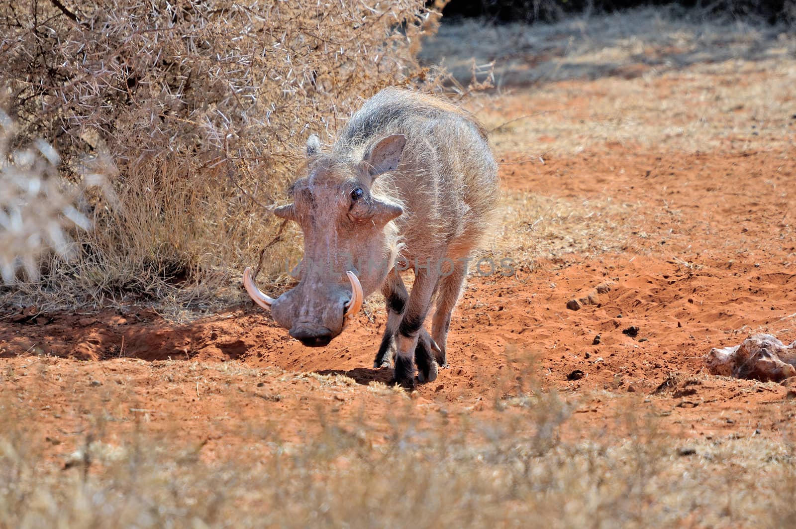 Warthog, wild member of the pig family
