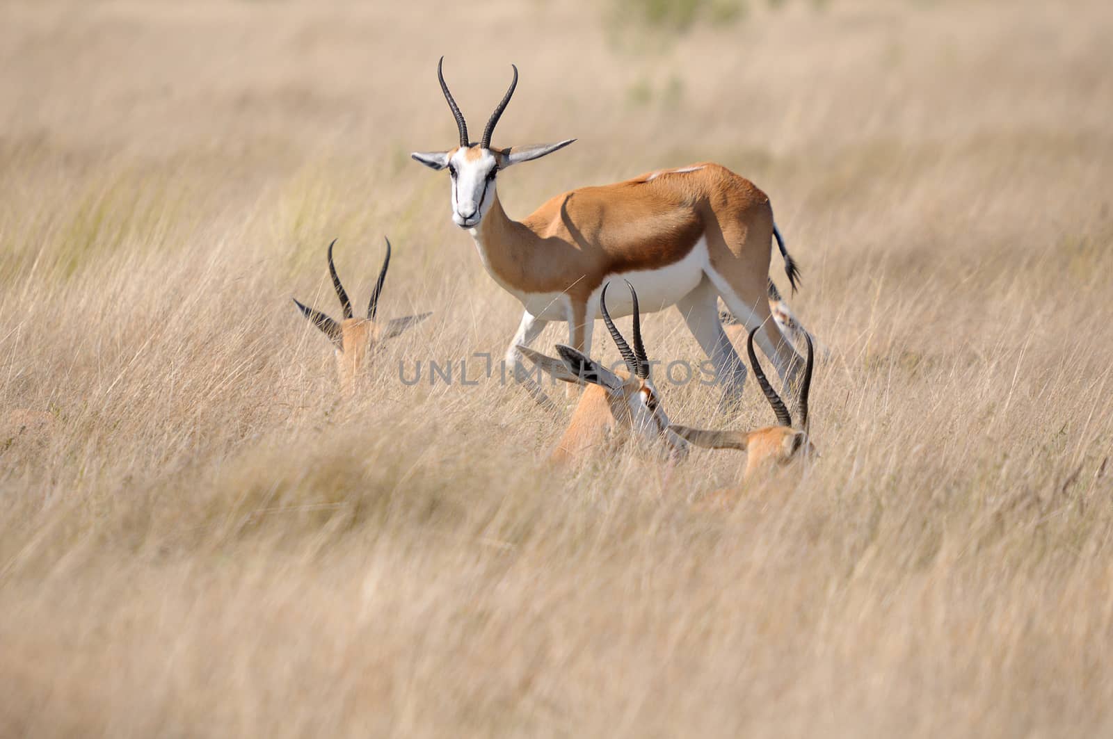 Springbok lying in the the grass to shelter from cold wind, Etosha National Park, Namibia
