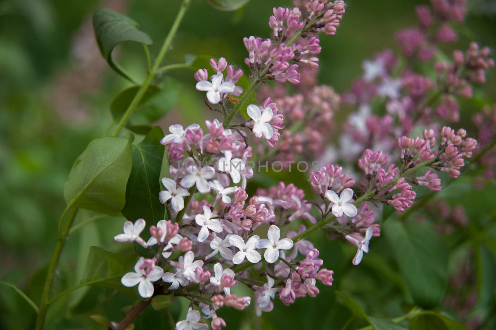 Branch of lilac flowers with the leaves