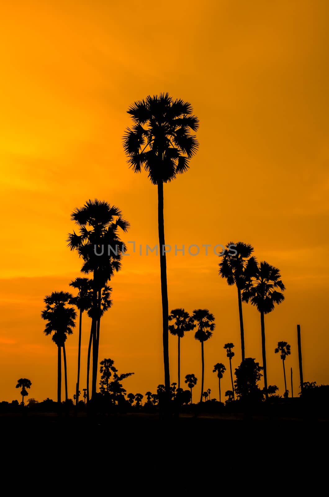 Landscape silhouette of Palm tree.
