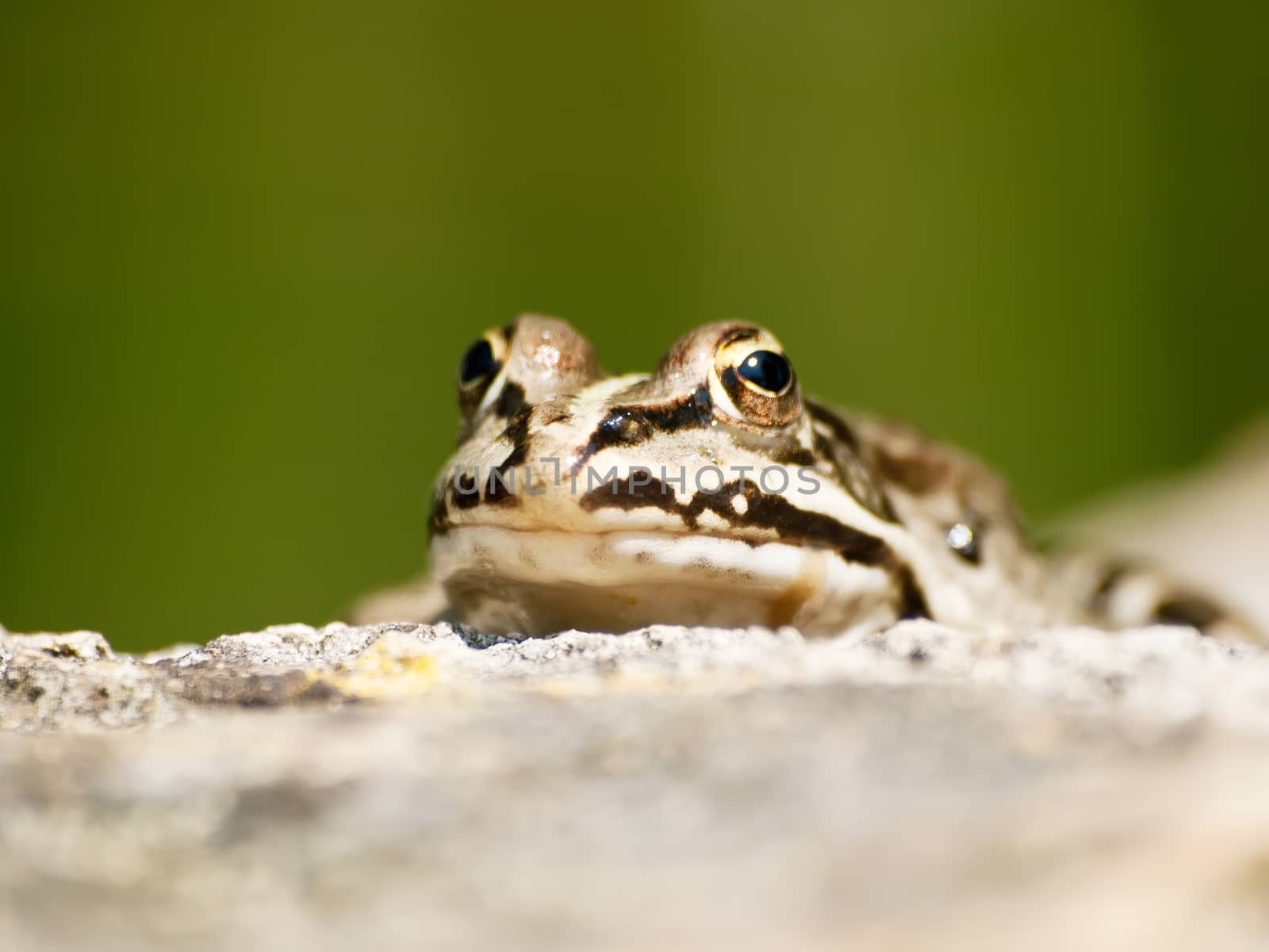 little pond frog relax on pond wall