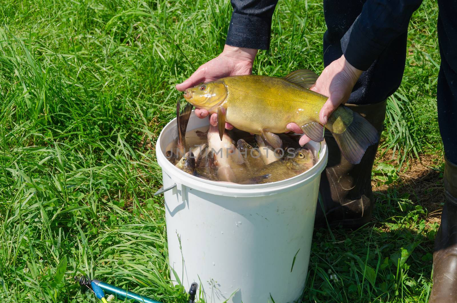 close up of big nice tench fish on male hand over bucket full of fish on meadow background