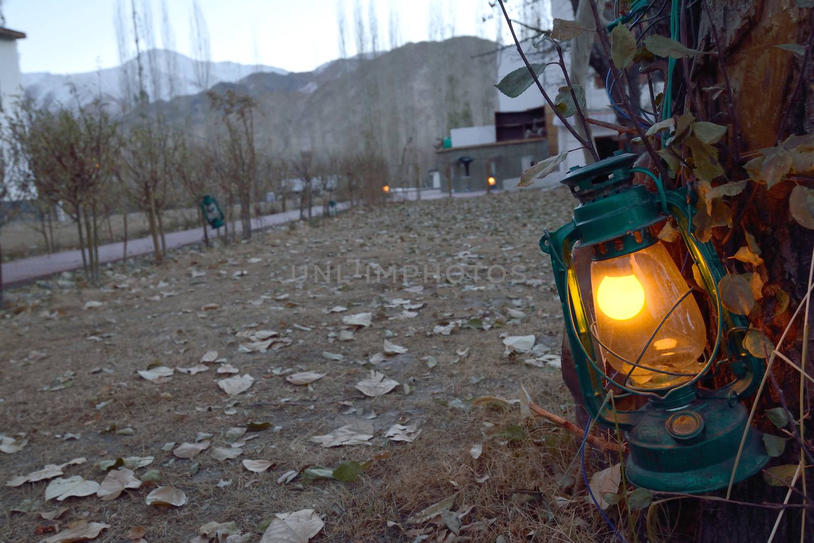 green lantern hanging on a branch