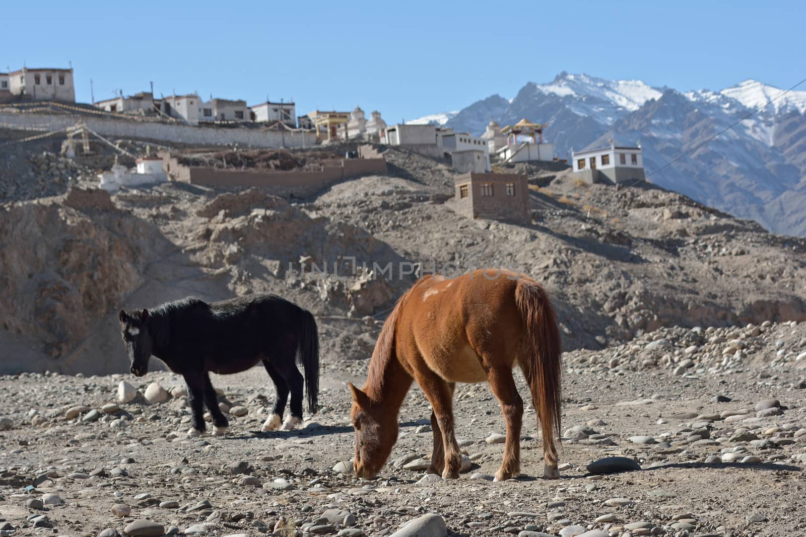 horses around Indus River, Ladakh, India by think4photop