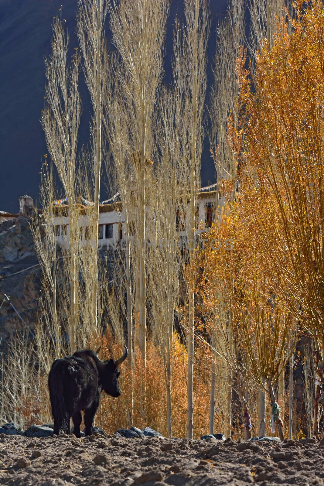 Yak in the valley of Ladakh, India by think4photop