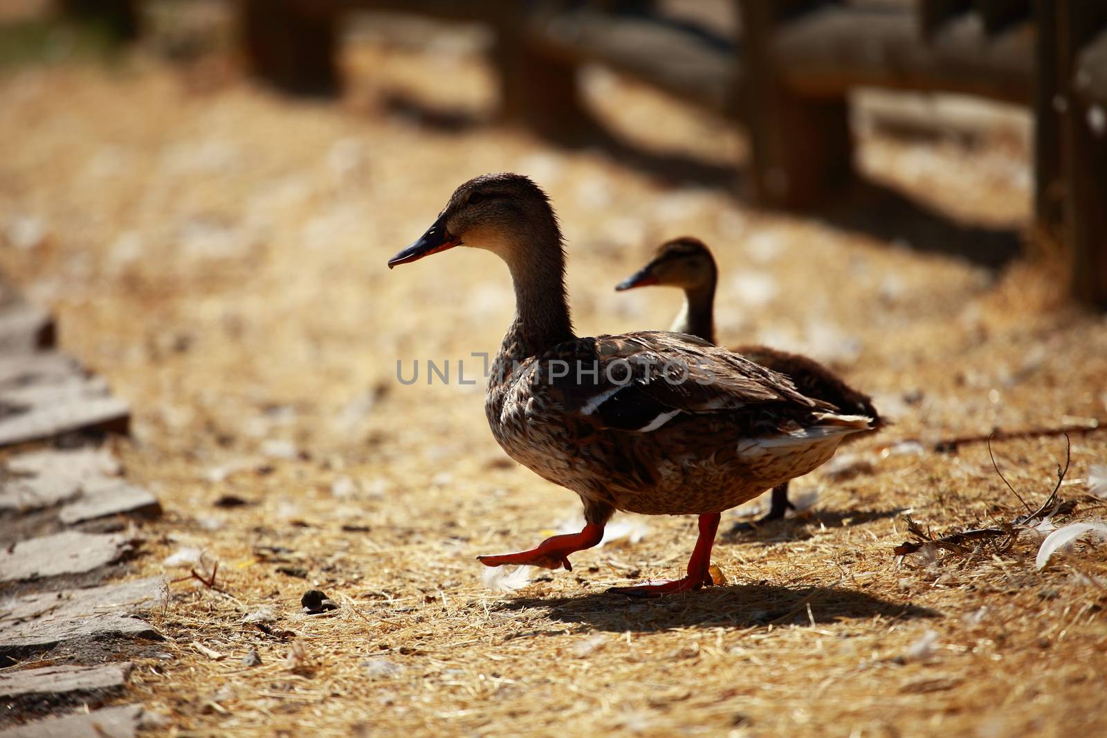 Mallard duck and baby ducklings  by mariusz_prusaczyk