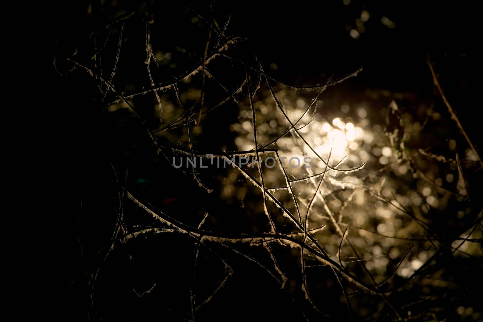 Dark branches background in dark deep forest