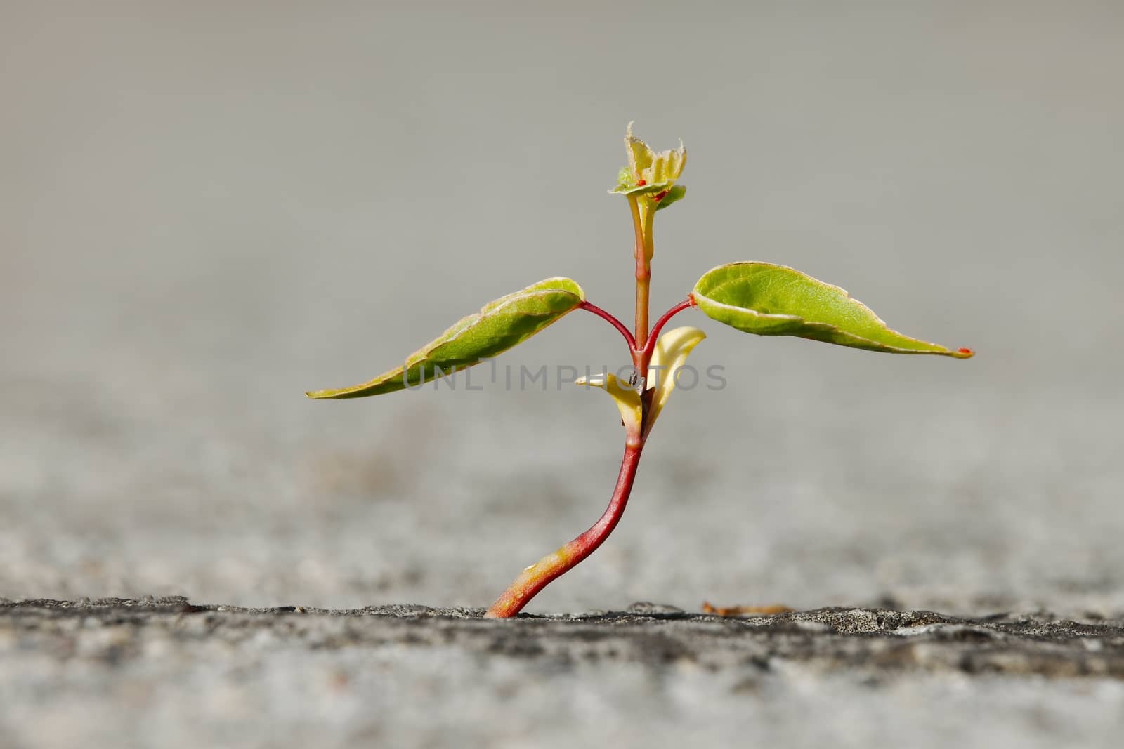 Small plant strating to grown on concrate