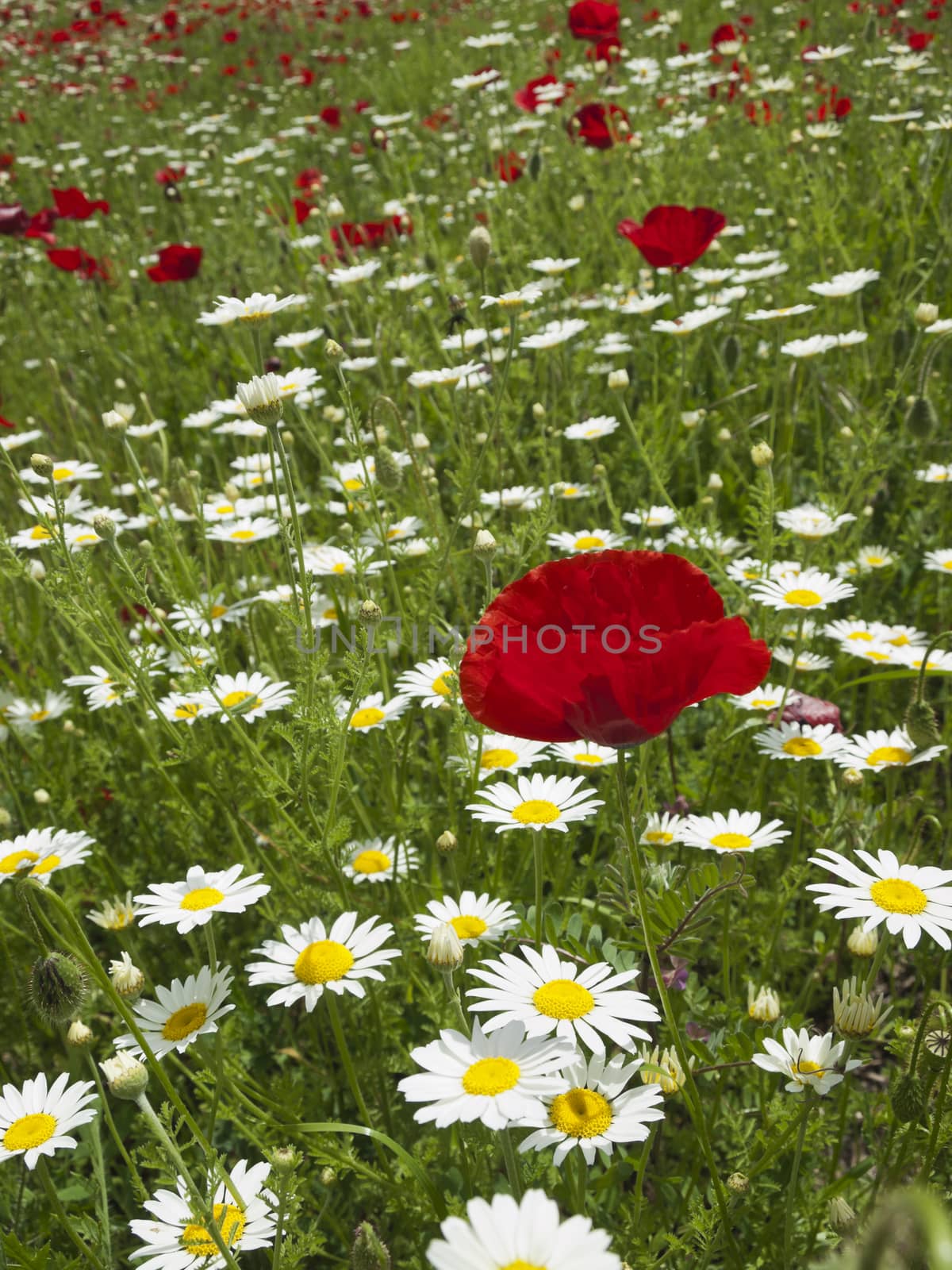 meadow of marguerites and poppies near village