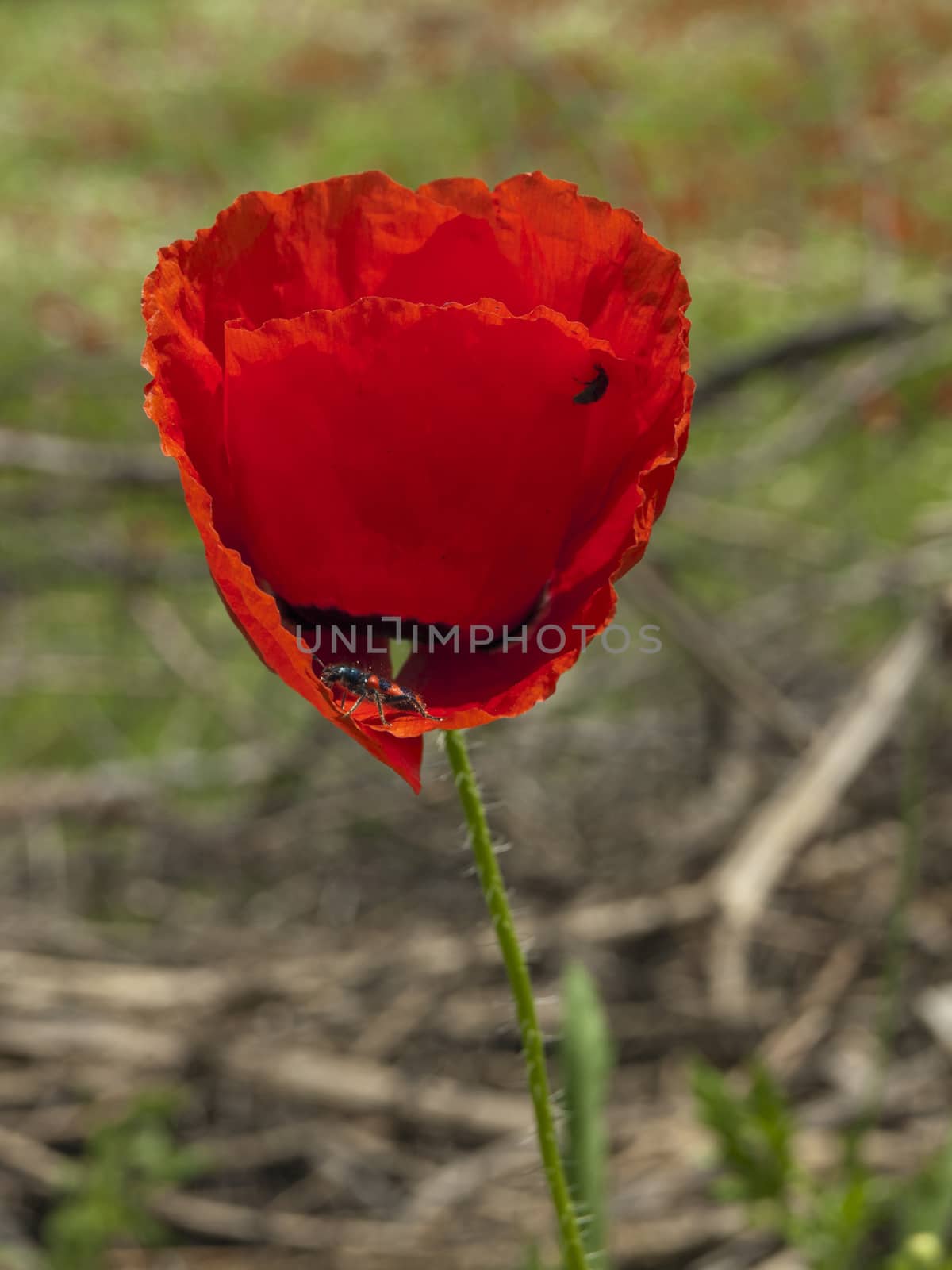 The red poppy with insects