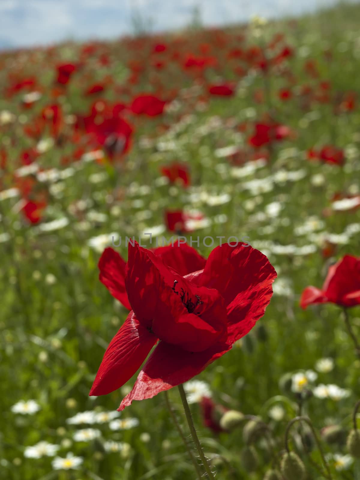 A poppy field near vilage